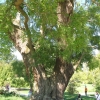 Arbre